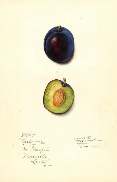 Prunus Domestica Earliana