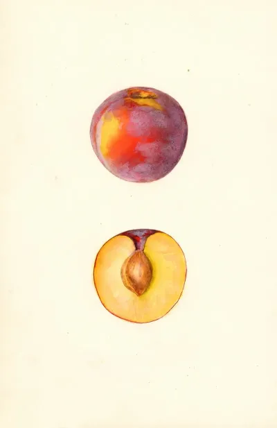 Prunus Domestica Farmosa