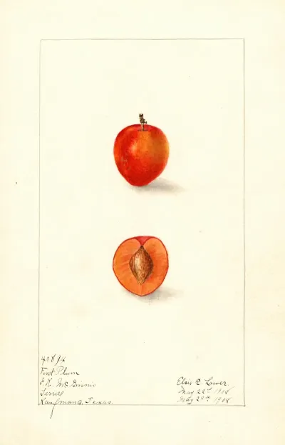 Prunus Domestica First