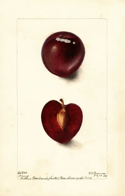 Prunus Domestica Fraud