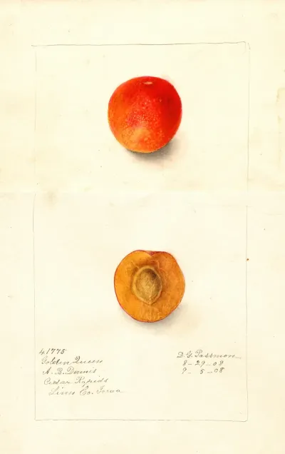 Prunus Domestica Golden Queen