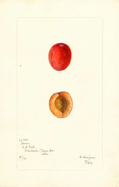 Prunus Domestica Jones