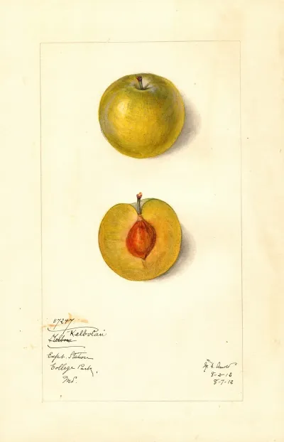 Prunus Domestica Kelbolan