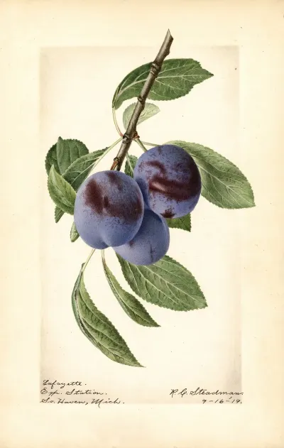 Prunus Domestica Lafayette