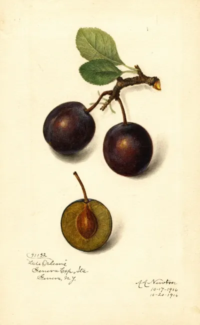 Prunus Domestica Late Orleans