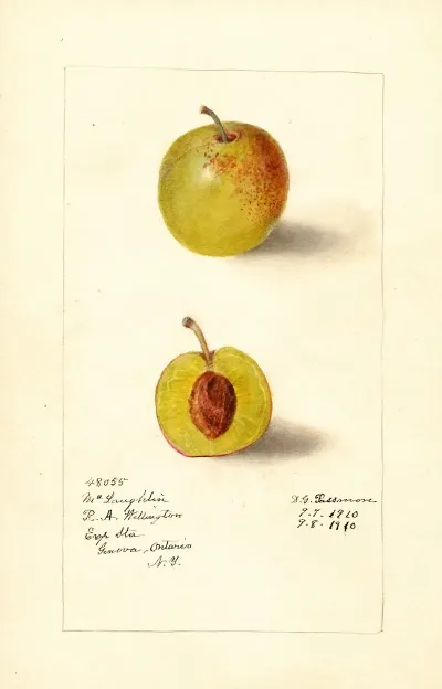 Prunus Domestica Mclaughlin