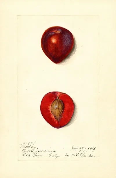 Prunus Domestica Methley