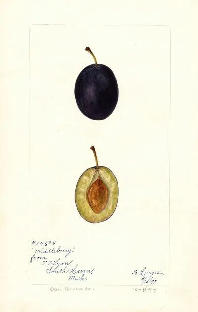 Prunus Domestica Middleburg