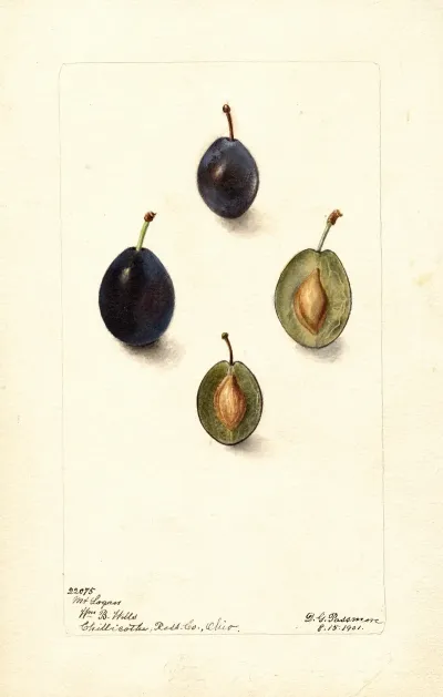 Prunus Domestica Mt