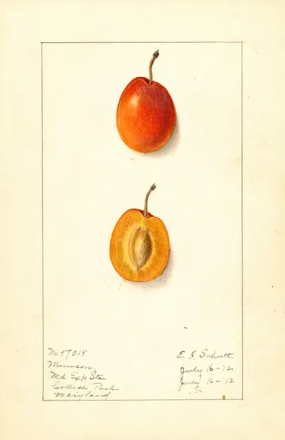 Prunus Domestica Munson
