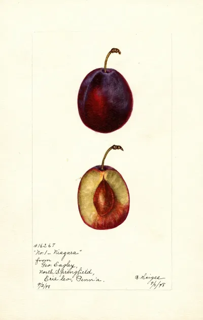 Prunus Domestica Niagara
