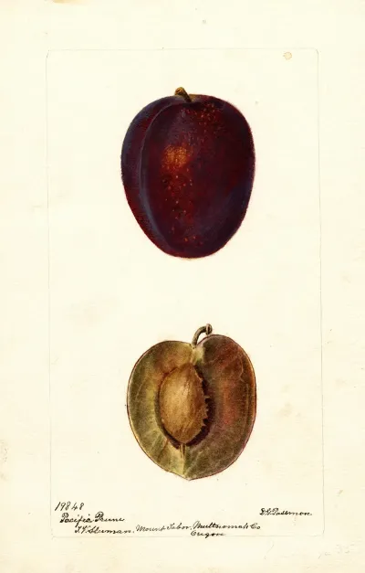 Prunus Domestica Pacific Prune
