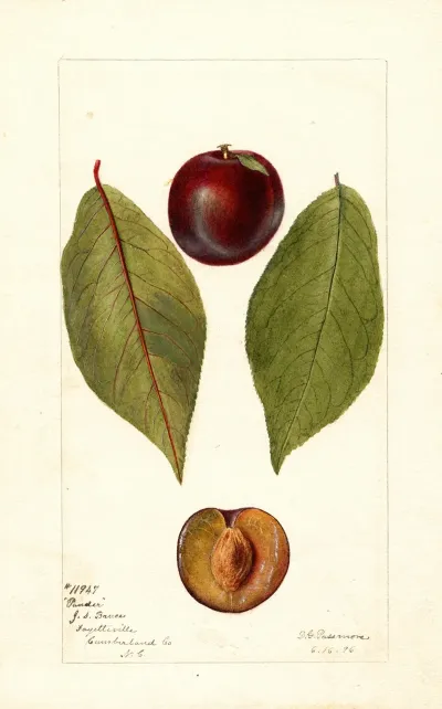 Prunus Domestica Pander