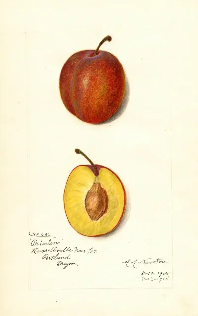 Prunus Domestica Prinlew