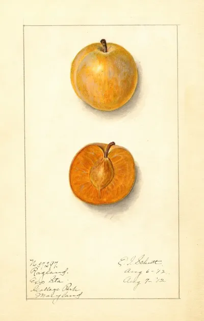 Prunus Domestica Ragland