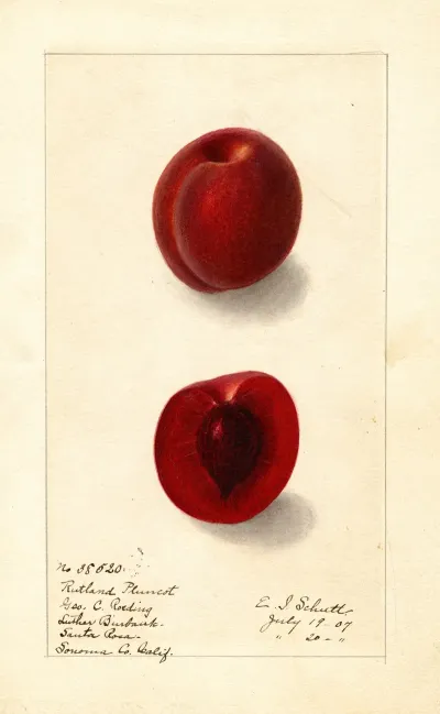Prunus Domestica Rutland Plumcot