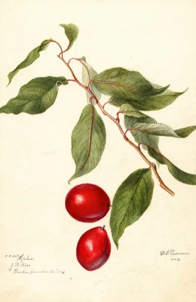 Prunus Domestica Sophie