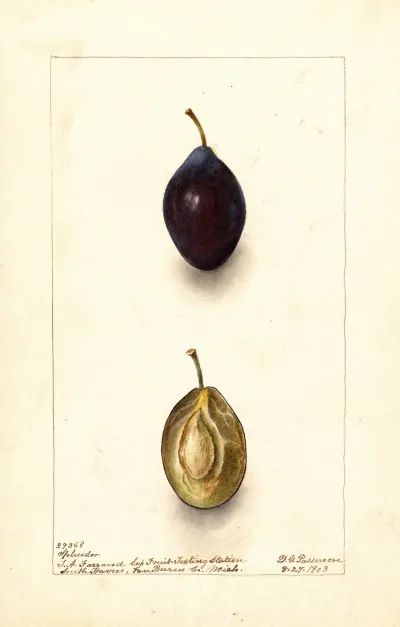 Prunus Domestica Splendor 2