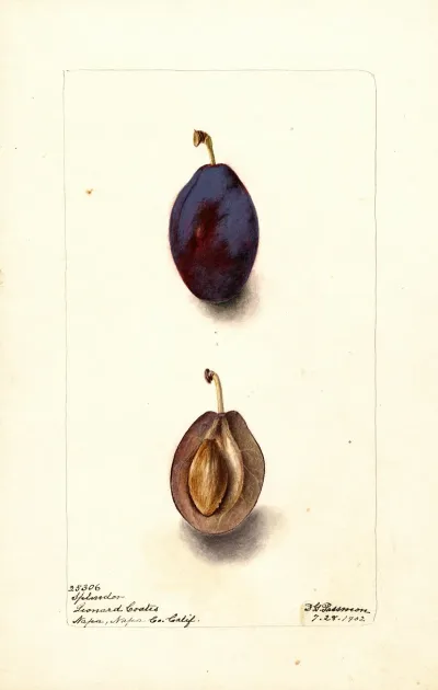Prunus Domestica Splendor