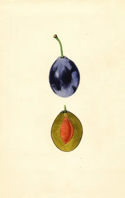 Prunus Domestica Stanley