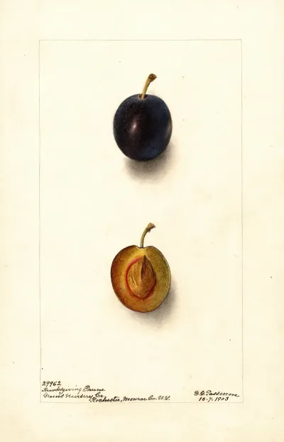 Prunus Domestica Thanksgiving Prune