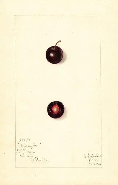 Prunus Domestica Wachampa