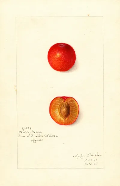 Prunus Domestica Wild Goose
