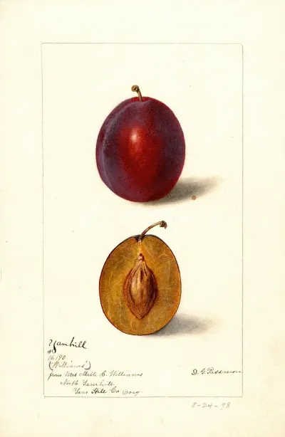Prunus Domestica Yamhill