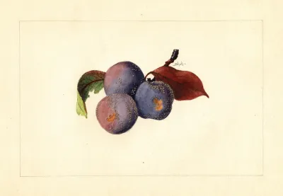 Prunus Domestica