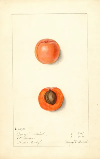 Prunus Mume Barry