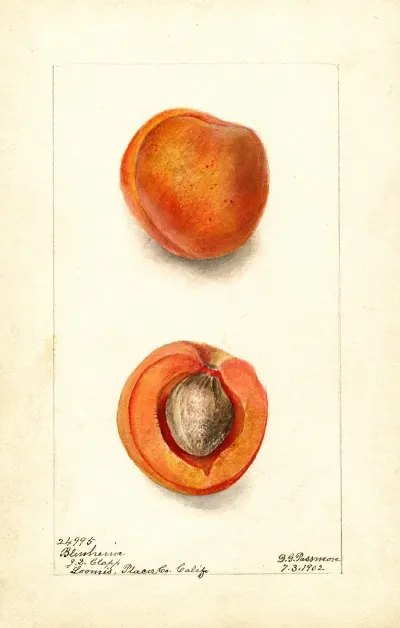Prunus Mume Blenheim