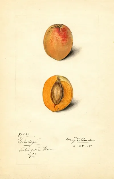 Prunus Mume Schologi