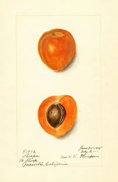 Prunus Mume Sharpe 2