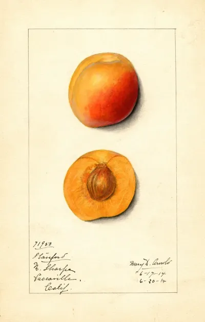 Prunus Mume Stanford