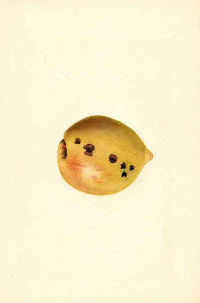 Prunus Persica 12