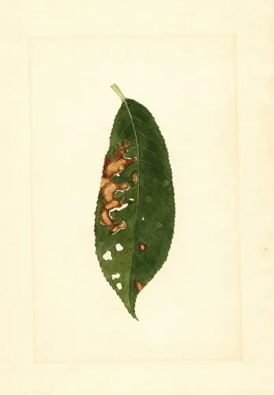 Prunus Persica 14