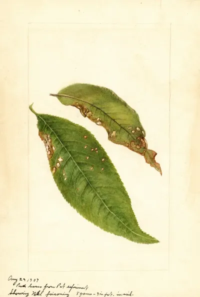 Prunus Persica 15