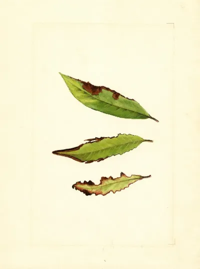 Prunus Persica 16