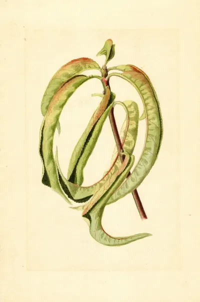 Prunus Persica 7