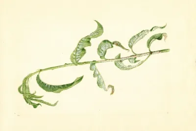Prunus Persica 8