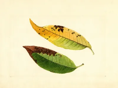 Prunus Persica 9