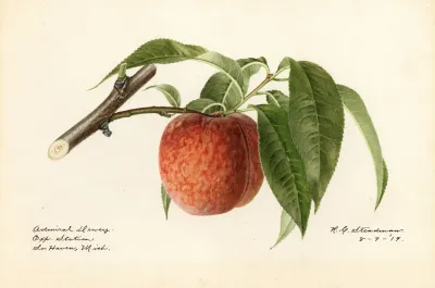 Prunus Persica Admiral Dewey