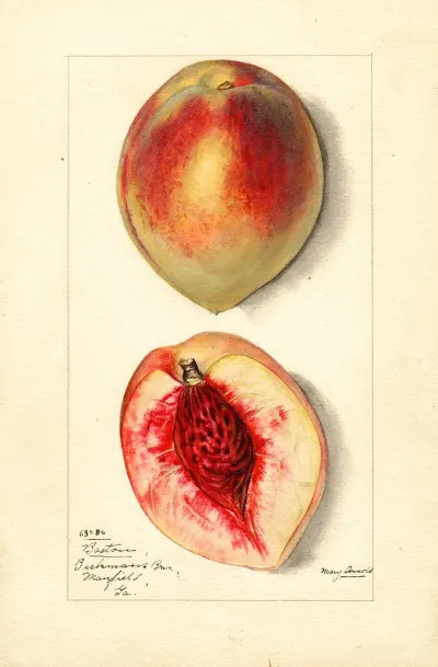 Prunus Persica Baston