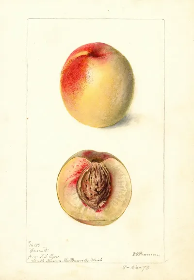 Prunus Persica Connett