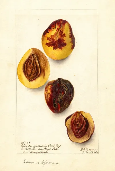 Prunus Persica Elberta 4