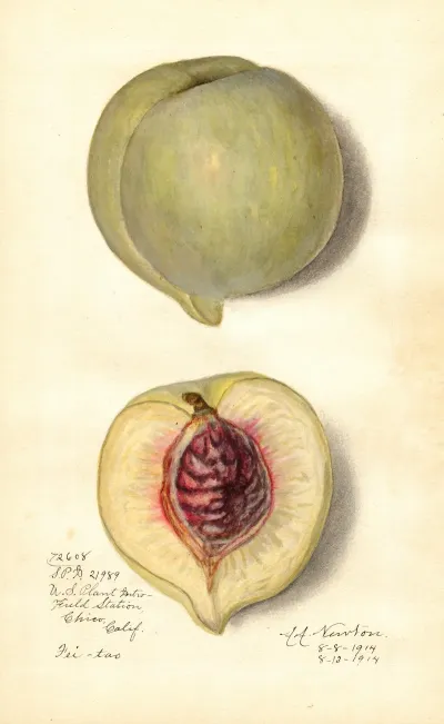Prunus Persica Fei Tao