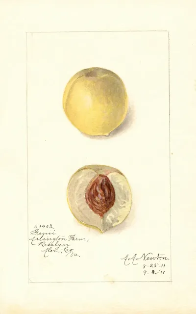 Prunus Persica Genii