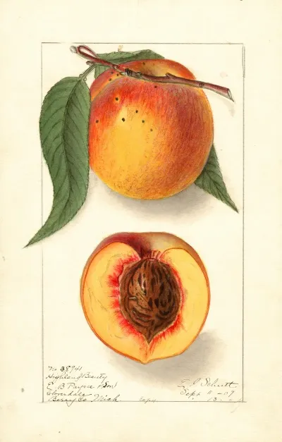 Prunus Persica Highland Beauty