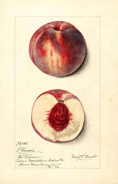 Prunus Persica Illinois