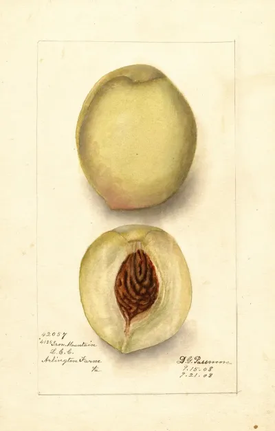 Prunus Persica Iron Mountain